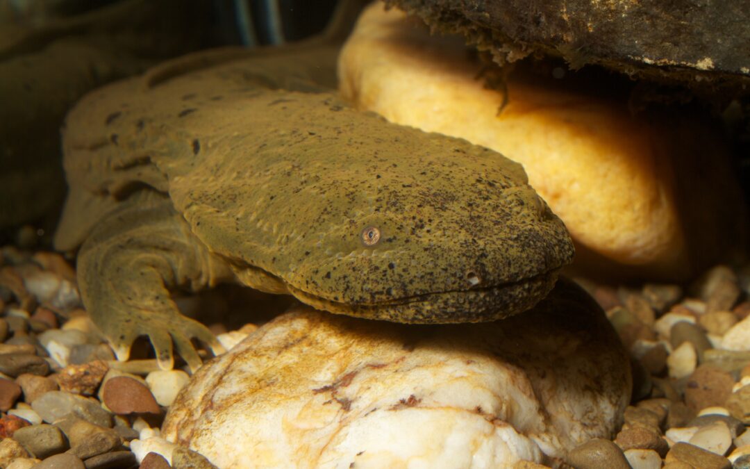 Dalton George: How the Hellbender unites North Carolina’s mountains